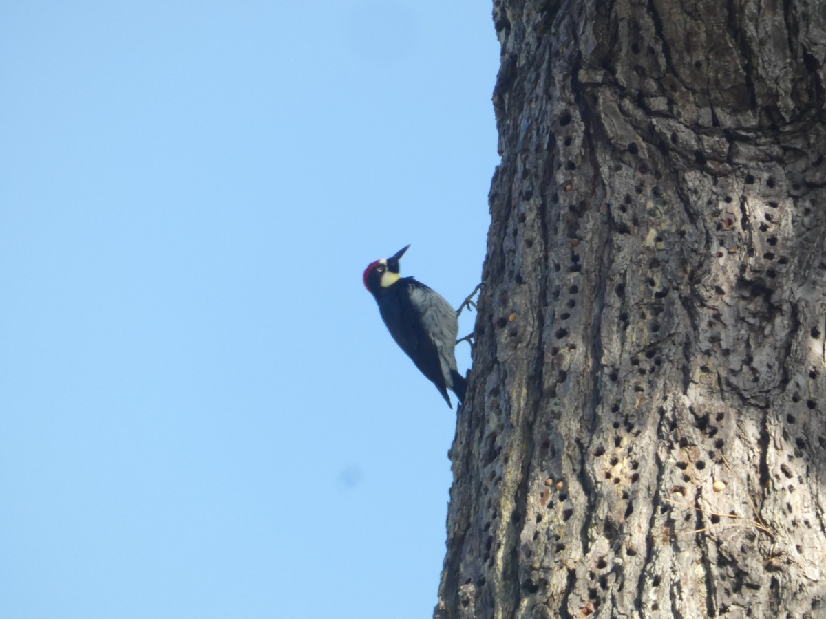 Acorn Woodpecker - ML646287430