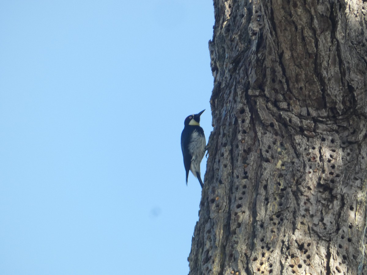 Acorn Woodpecker - ML646287431