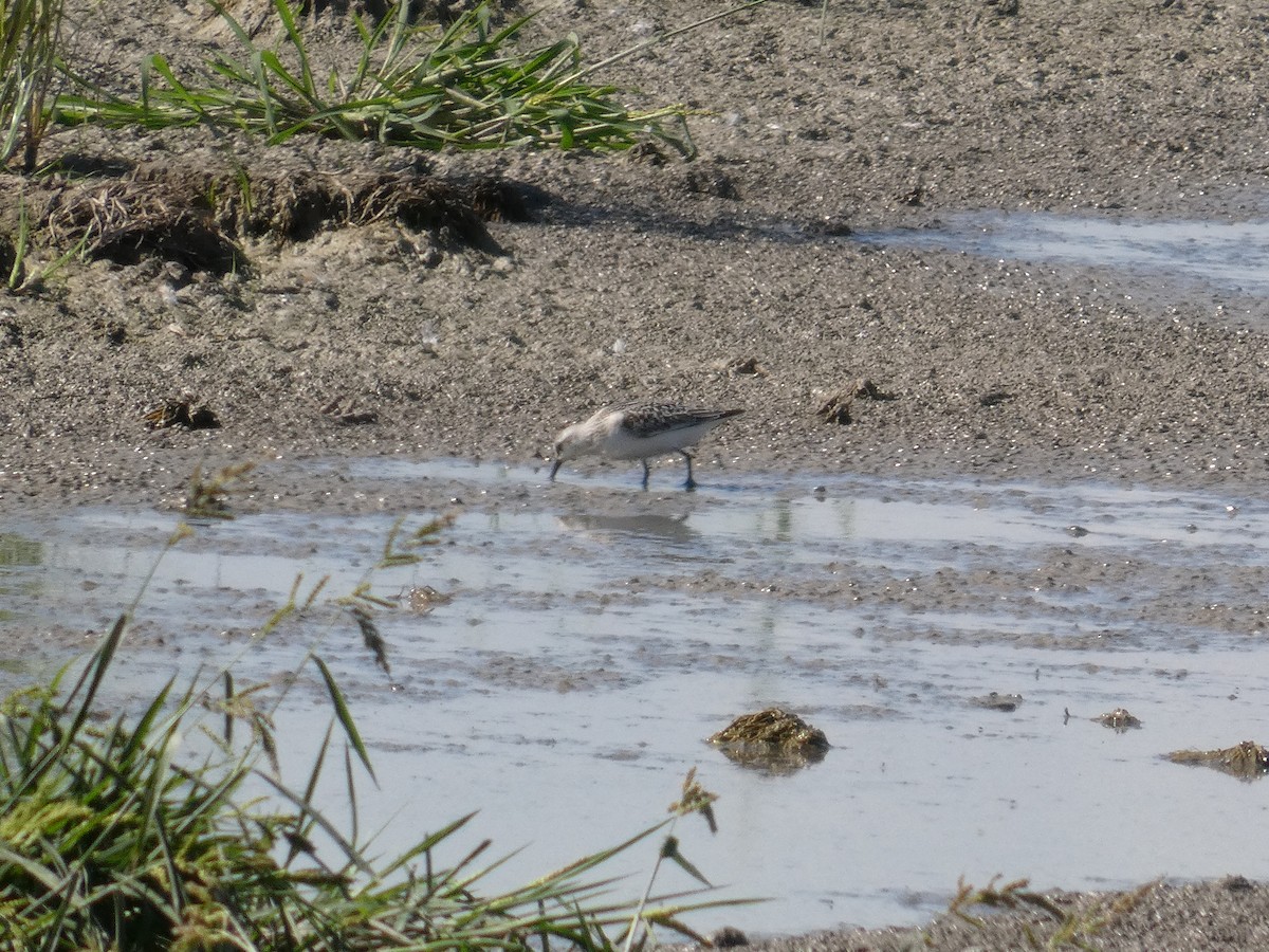 Sanderling - ML646287432
