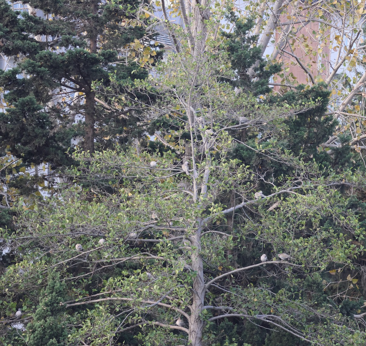 Eurasian Collared-Dove - ML646287442