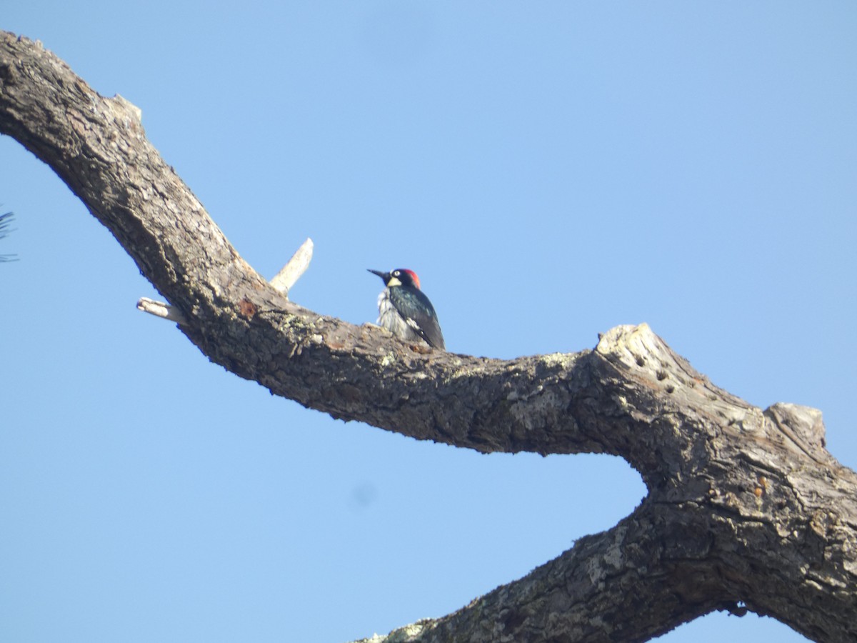 Acorn Woodpecker - ML646287443