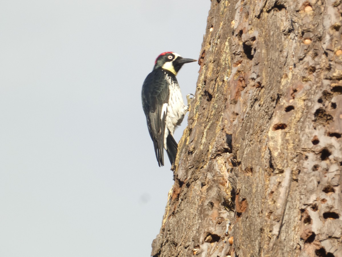 Acorn Woodpecker - ML646287444