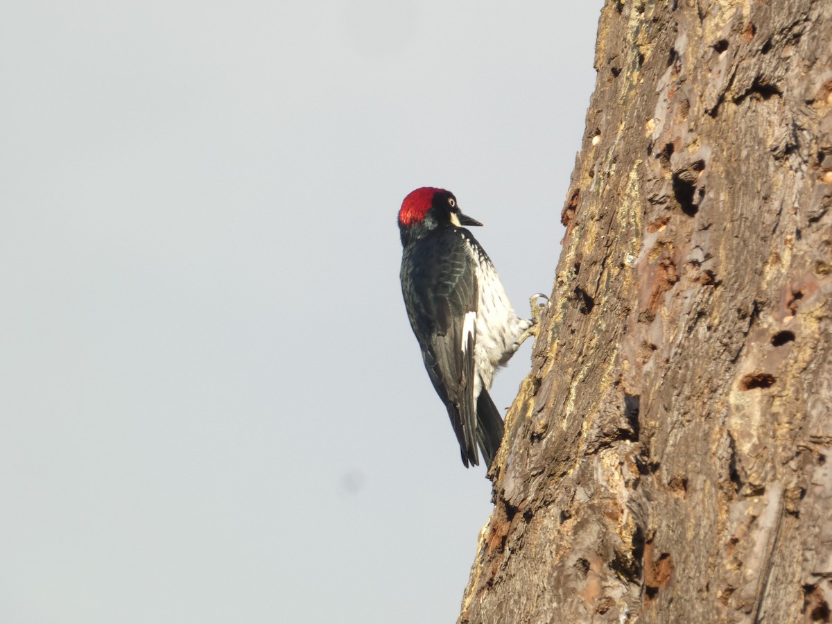 Acorn Woodpecker - ML646287445