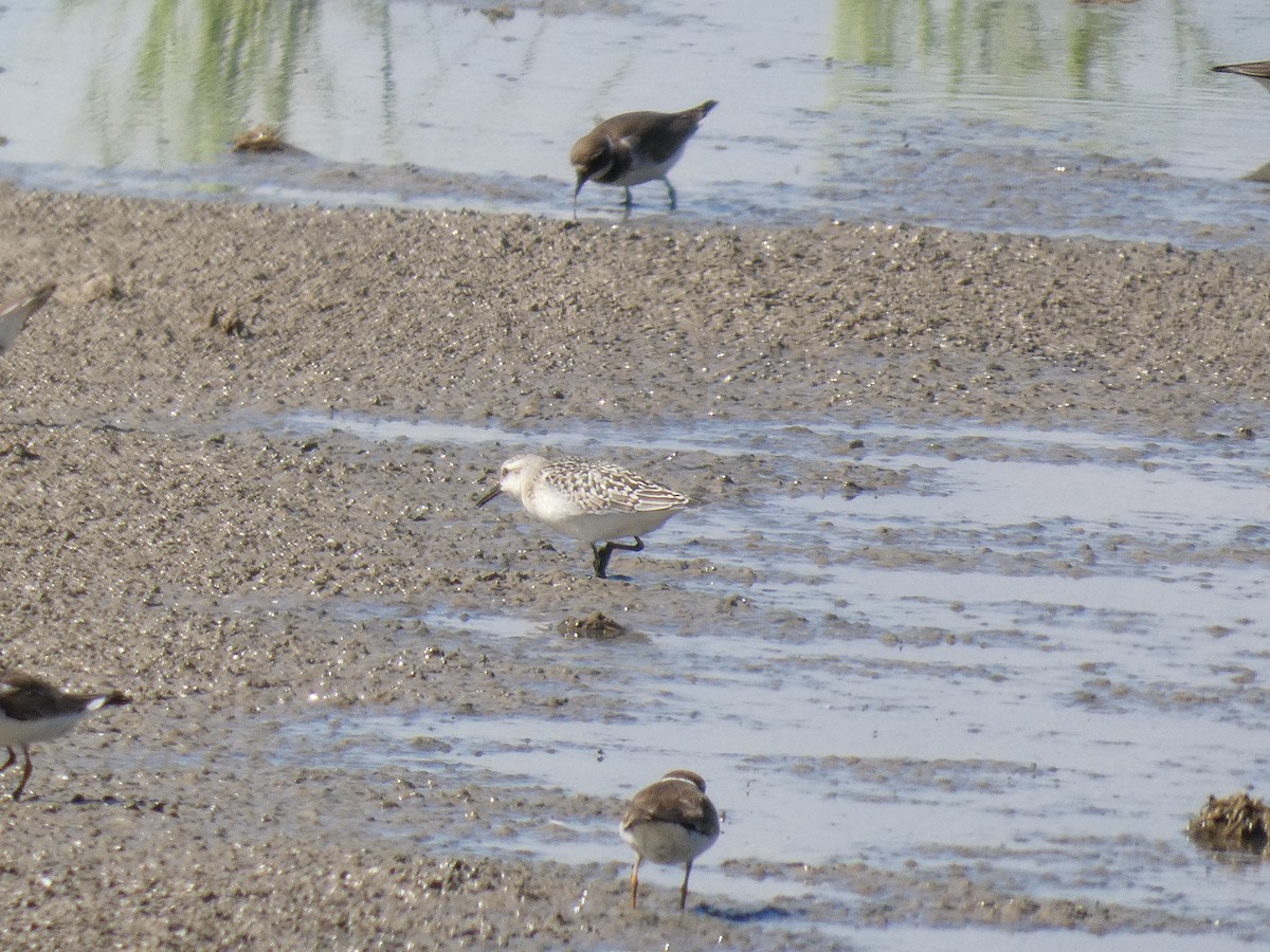 Sanderling - ML646287446