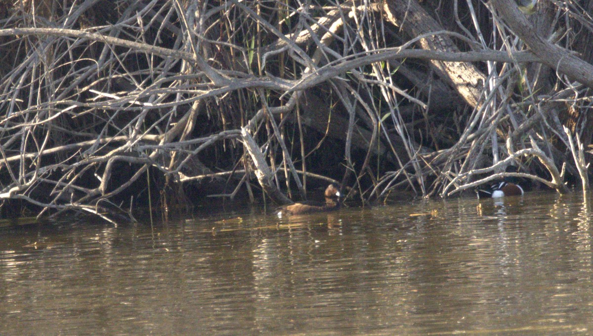 Ferruginous Duck - ML646287447
