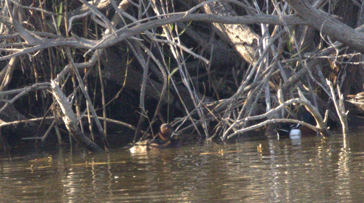 Ferruginous Duck - ML646287448