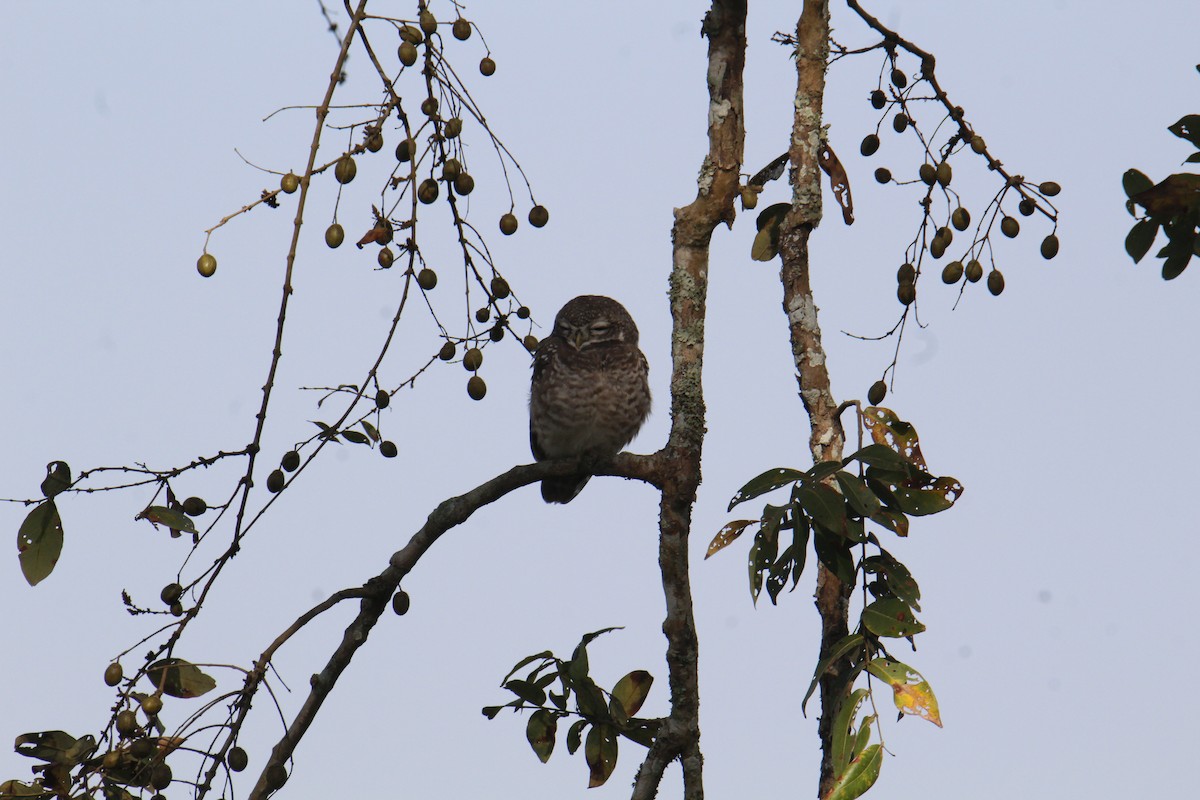 Spotted Owlet - ML646287449