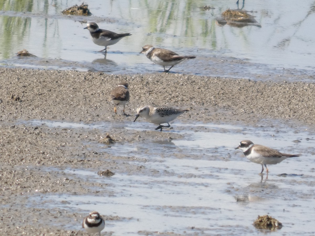 Sanderling - ML646287450