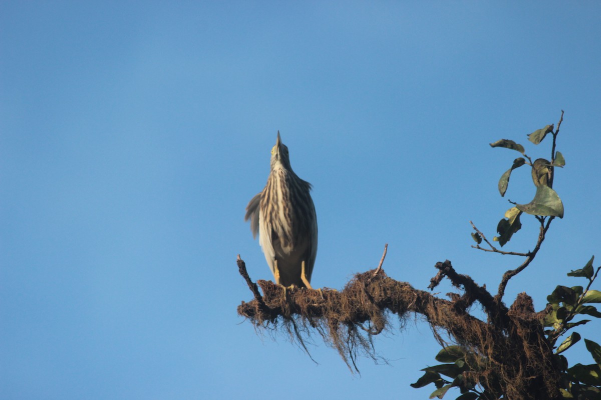 Indian Pond-Heron - ML646287452
