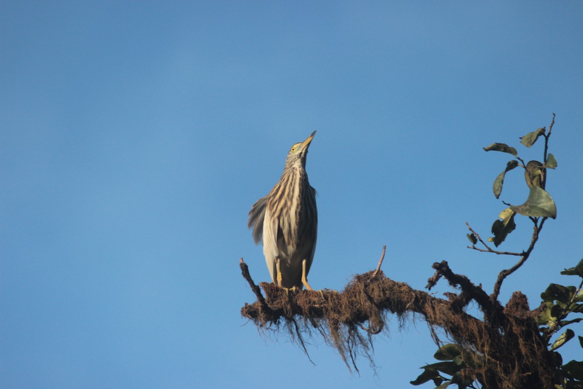 Indian Pond-Heron - ML646287453