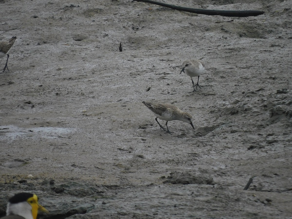 Red-necked Stint - ML646287454