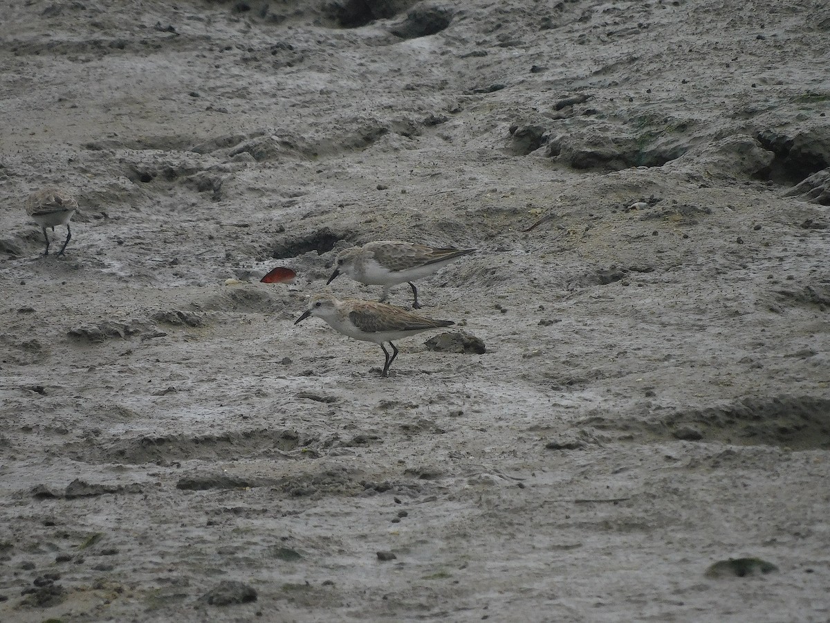Red-necked Stint - ML646287455