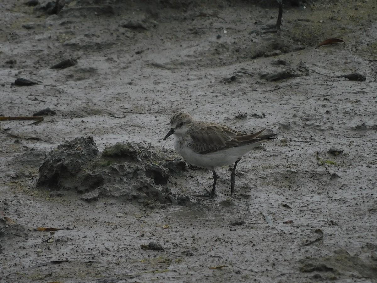 Red-necked Stint - ML646287456
