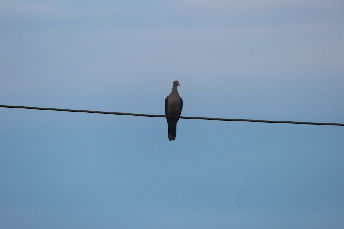 Oriental Turtle-Dove - ML646287458