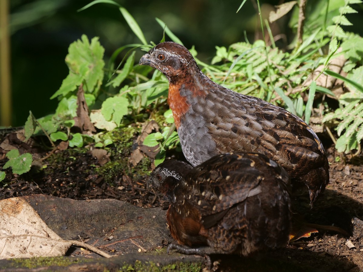 Rufous-breasted Wood-Quail - ML646287459