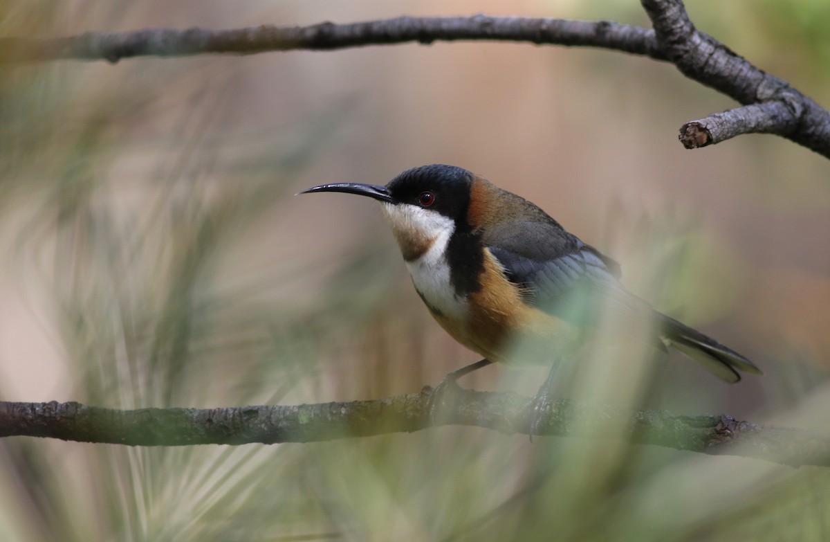 Eastern Spinebill - ML646287463
