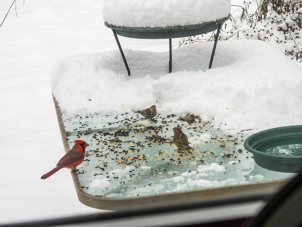 Pine Siskin - ML646287466