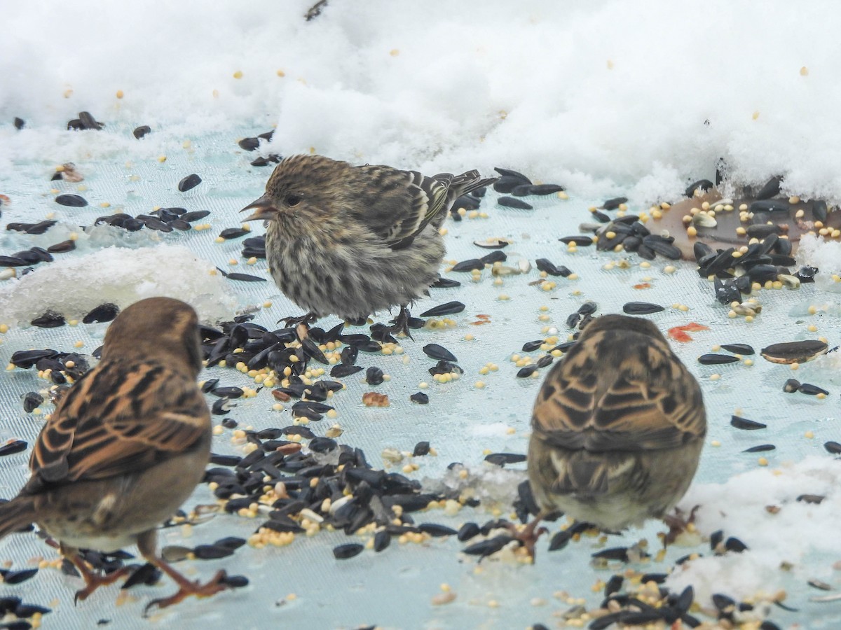 Pine Siskin - ML646287467