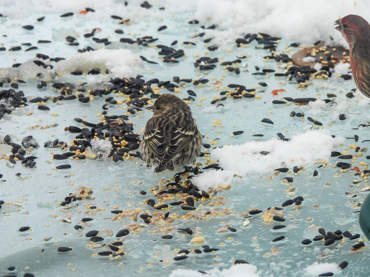 Pine Siskin - ML646287468