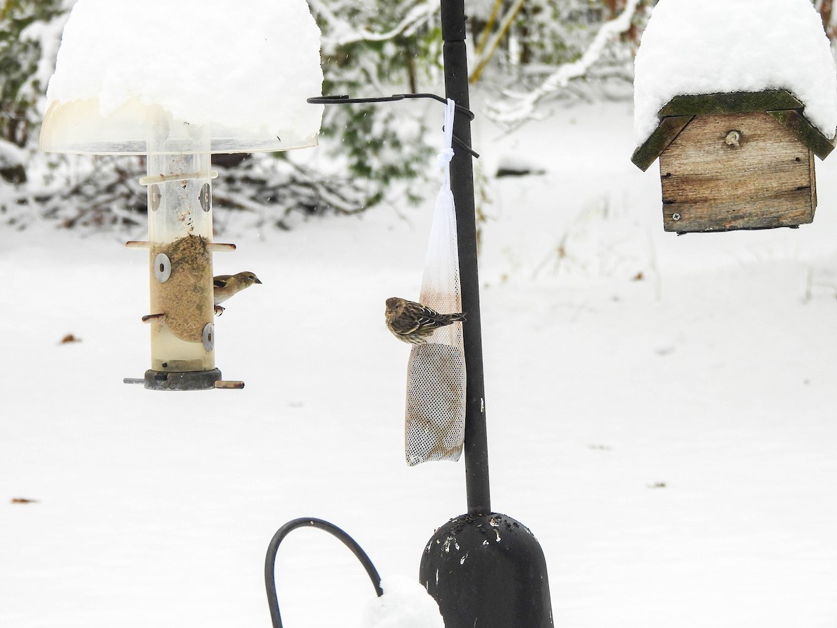 Pine Siskin - ML646287478