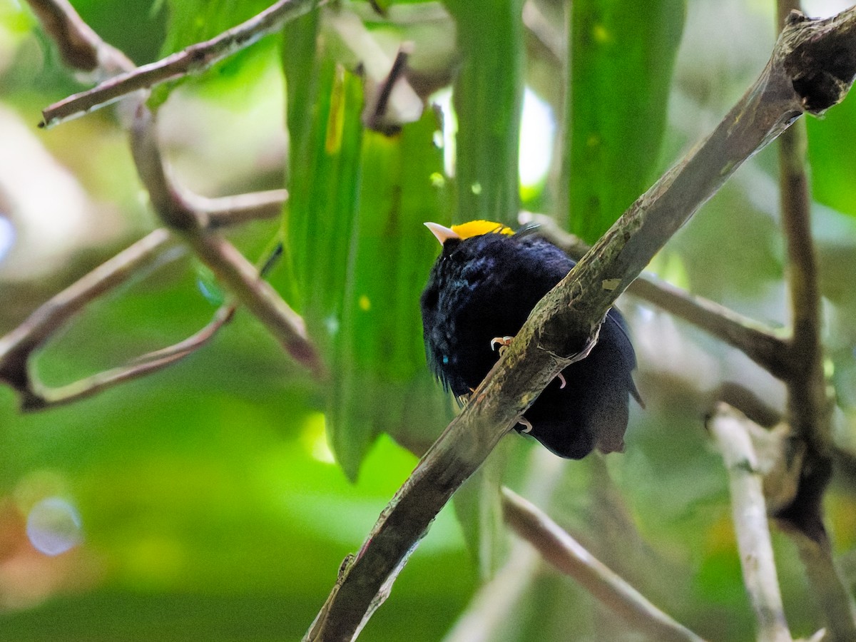 Golden-headed Manakin - ML646287482