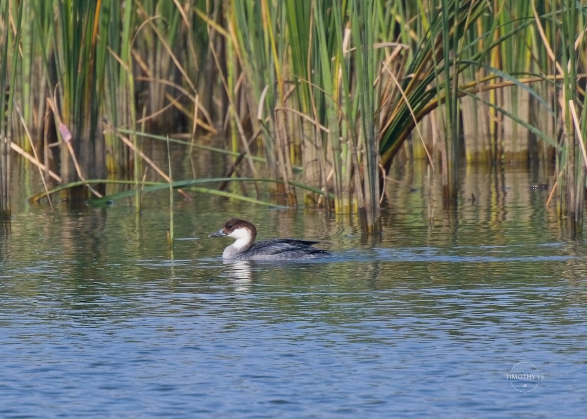 מרגון גמדי - ML646287484