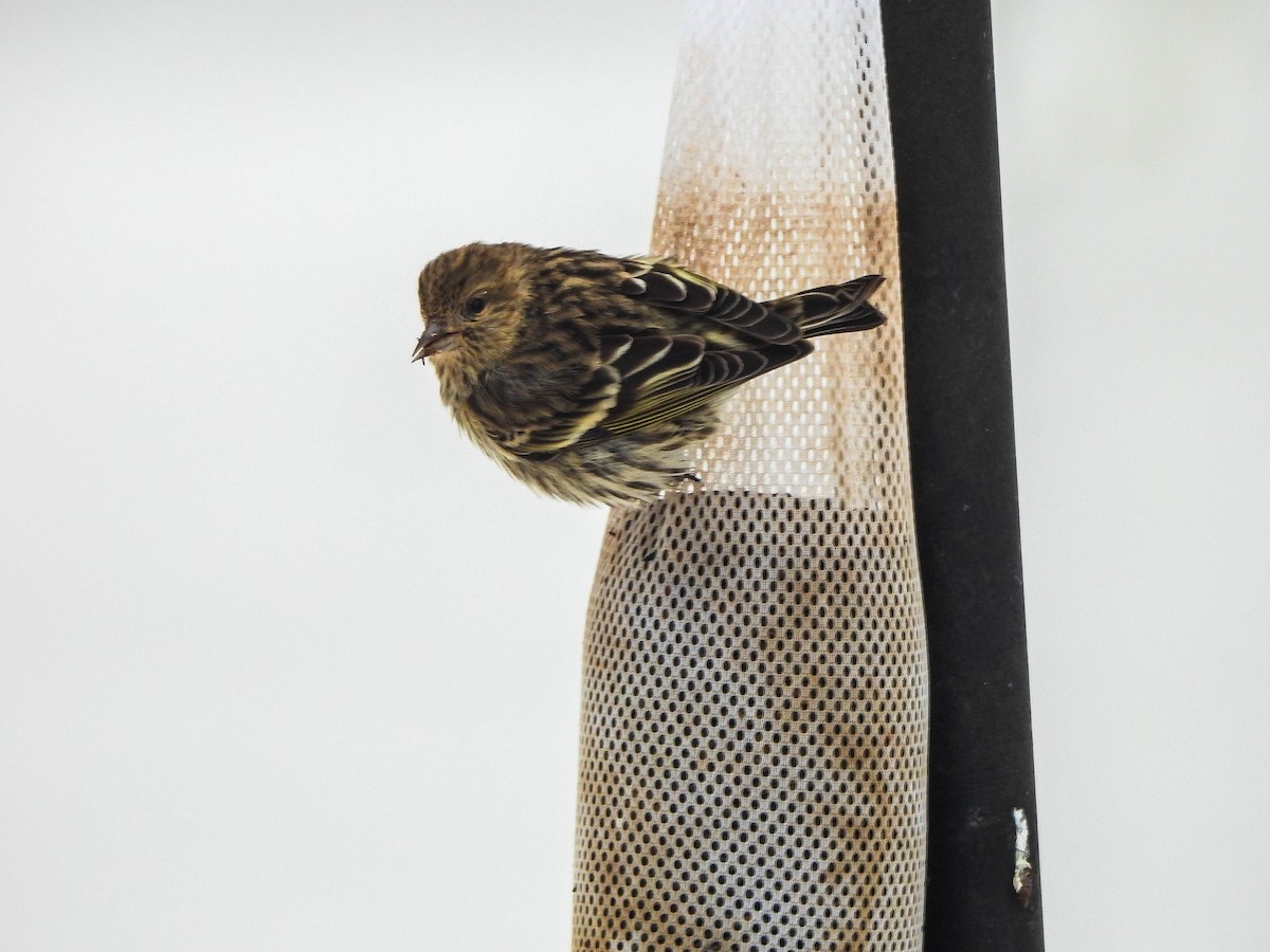 Pine Siskin - ML646287485
