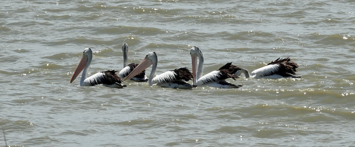 Australian Pelican - ML646287487