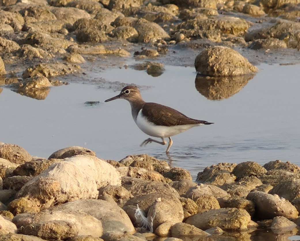 Common Sandpiper - ML646287488