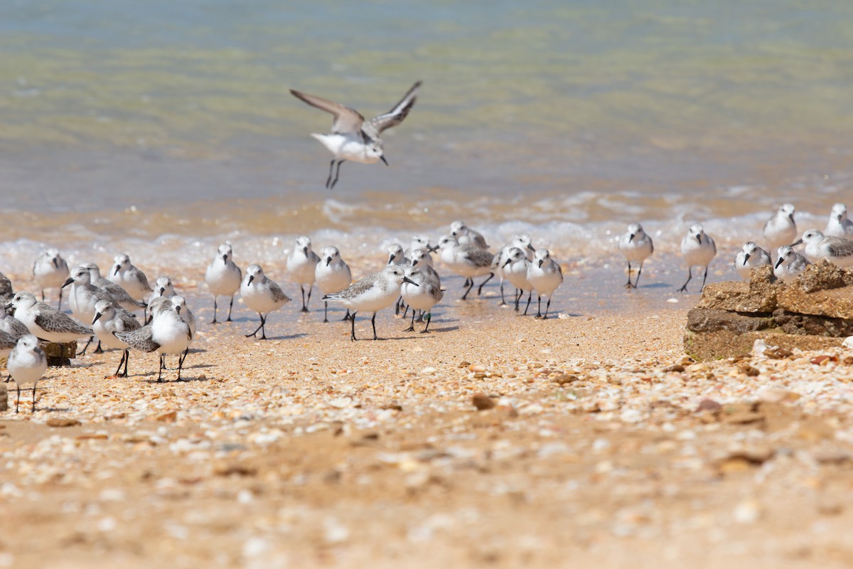 三趾濱鷸 - ML646287492