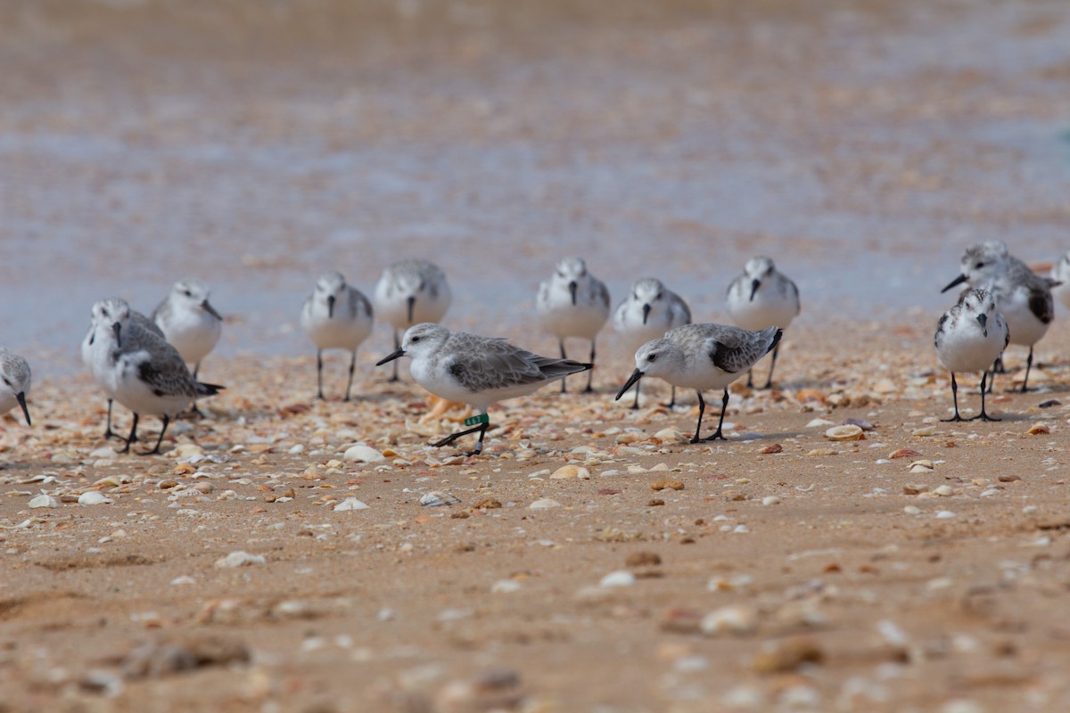 三趾濱鷸 - ML646287493