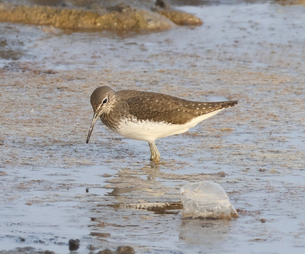 白腰草鷸 - ML646287495