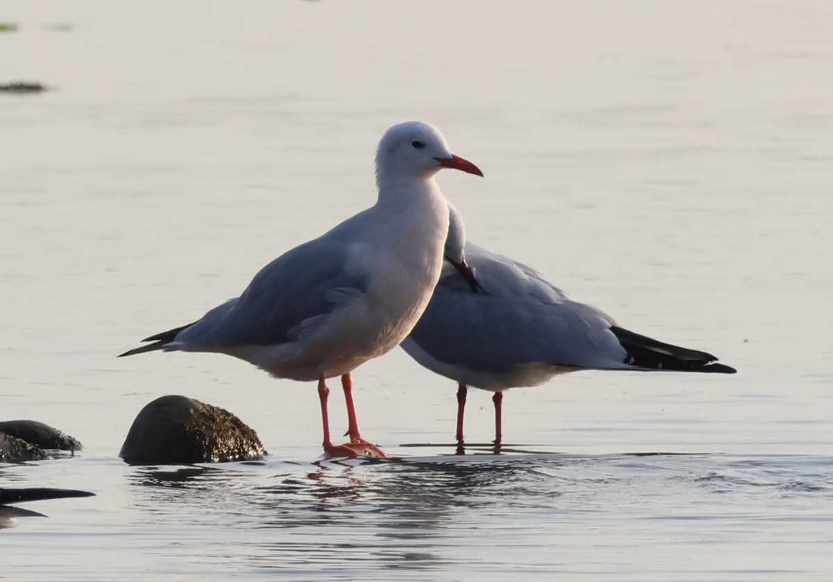 Slender-billed Gull - ML646287500
