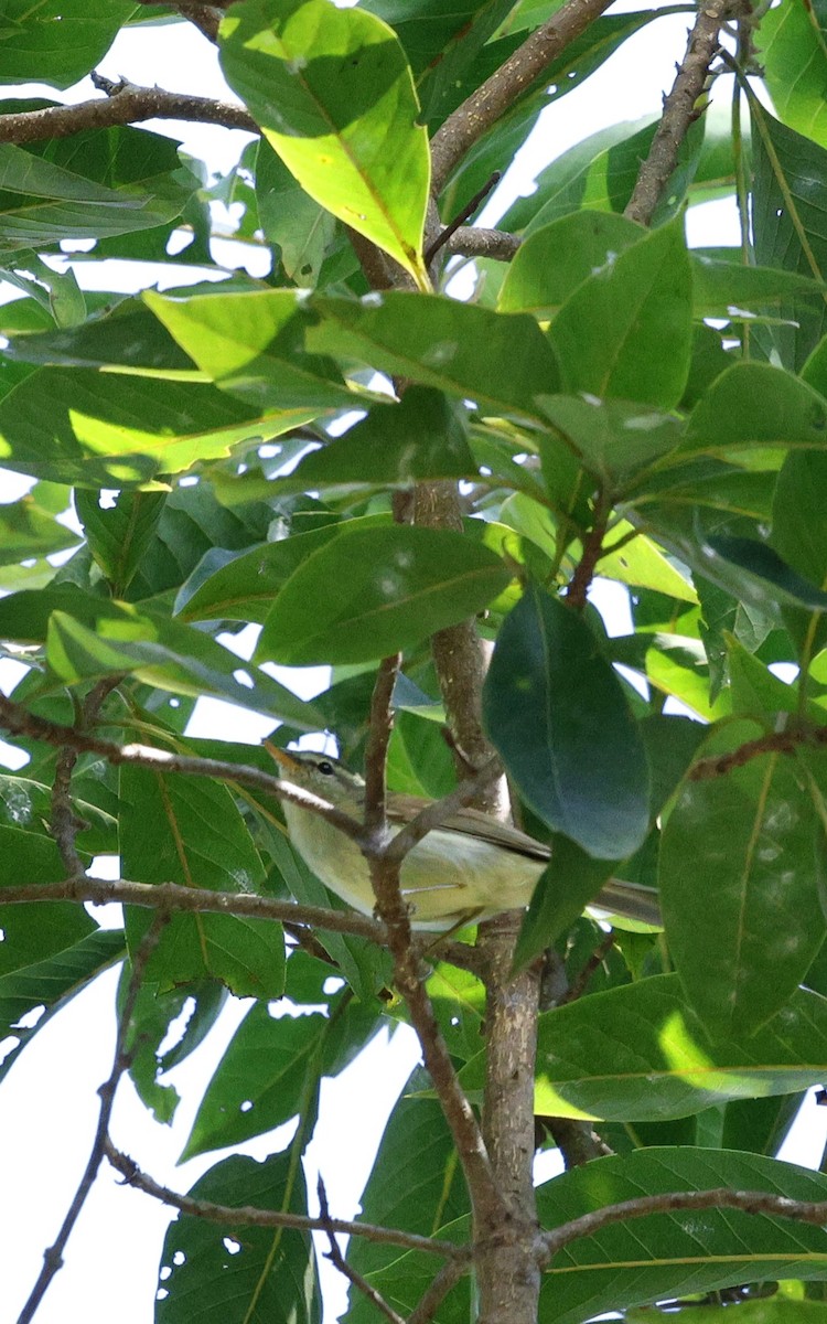 Blyth's Leaf Warbler - ML646287501