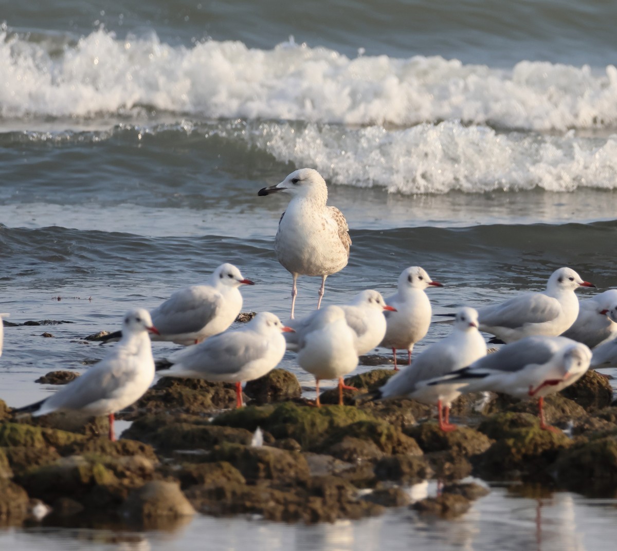 Caspian Gull - ML646287503