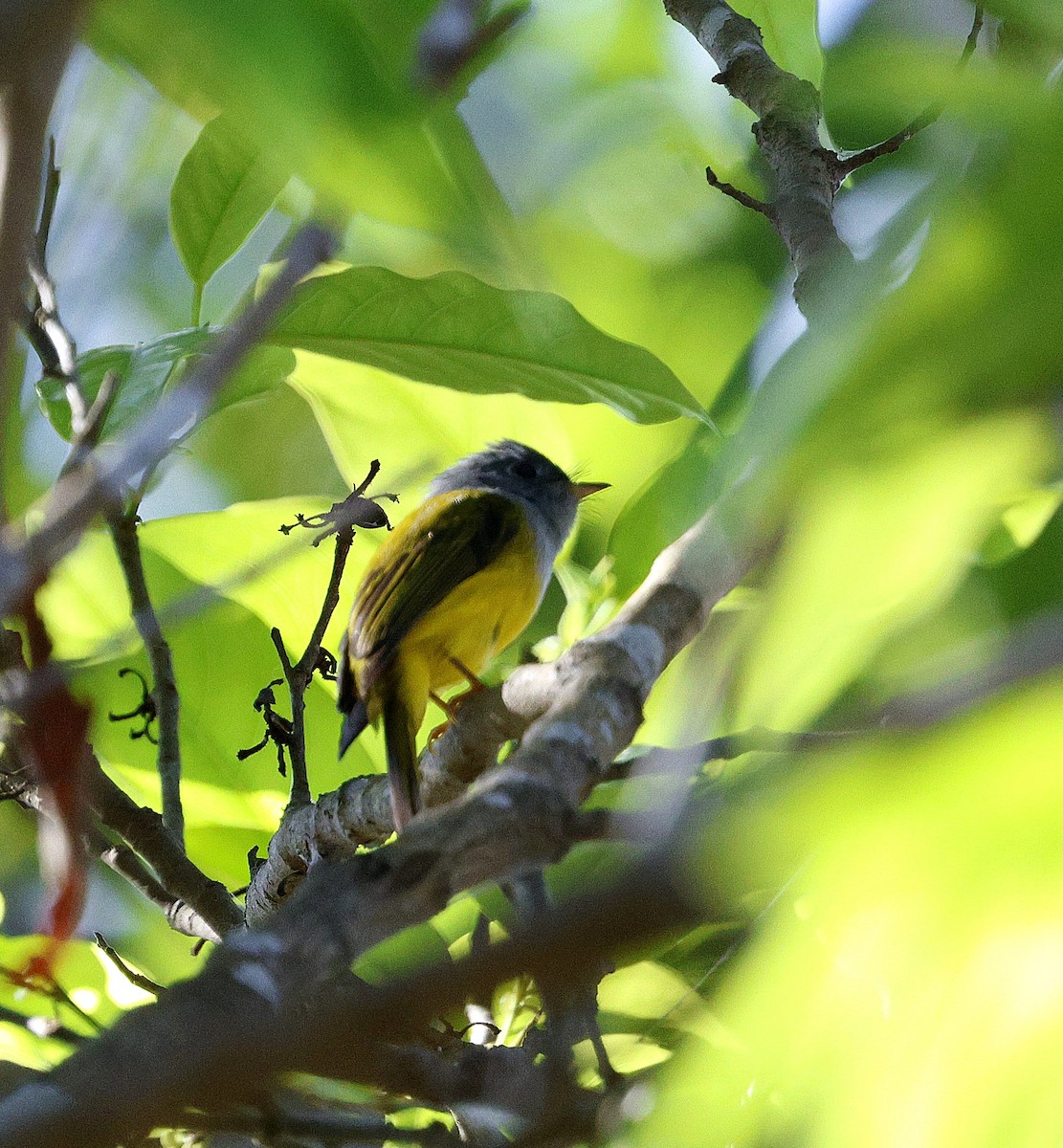 方尾鶲 - ML646287504