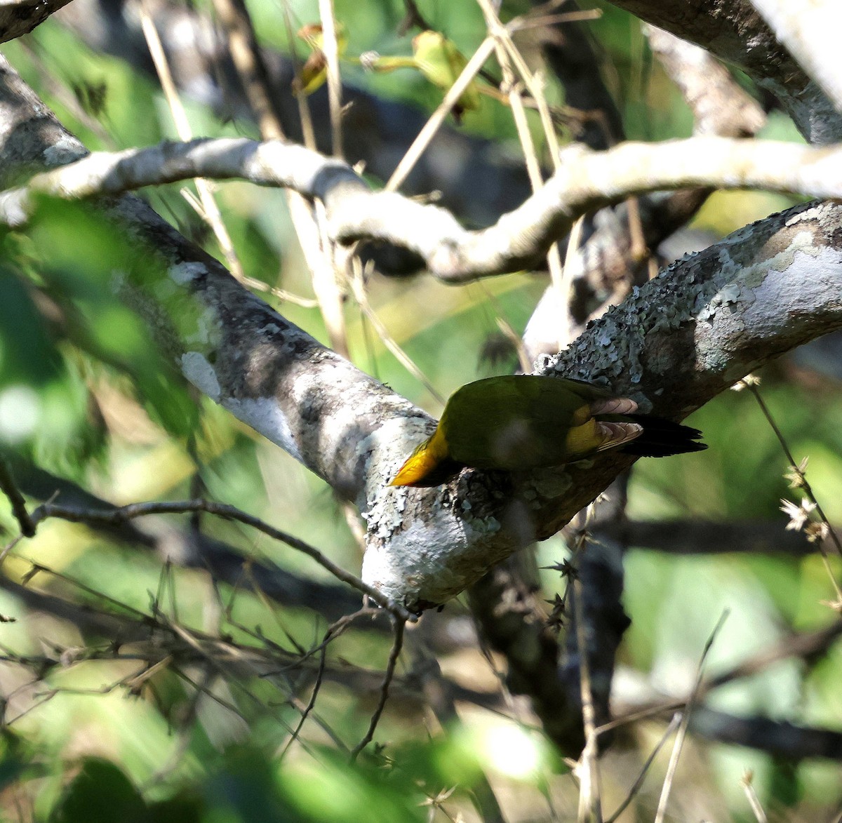 Lesser Yellownape - ML646287505