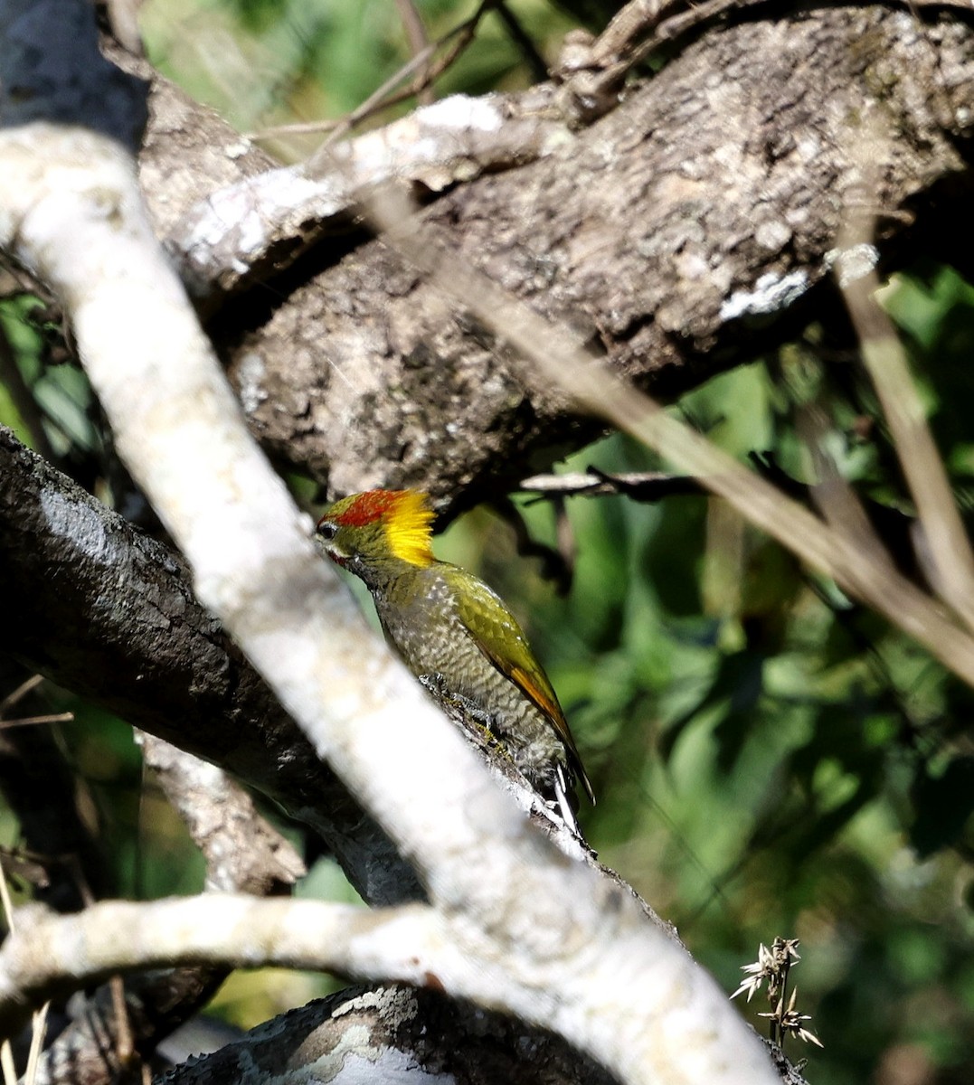 Lesser Yellownape - ML646287506