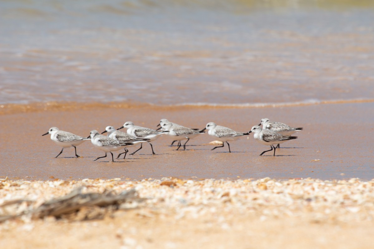 三趾濱鷸 - ML646287507