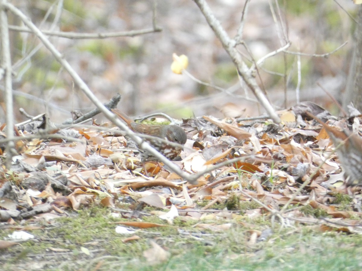 Fox Sparrow - ML646287508