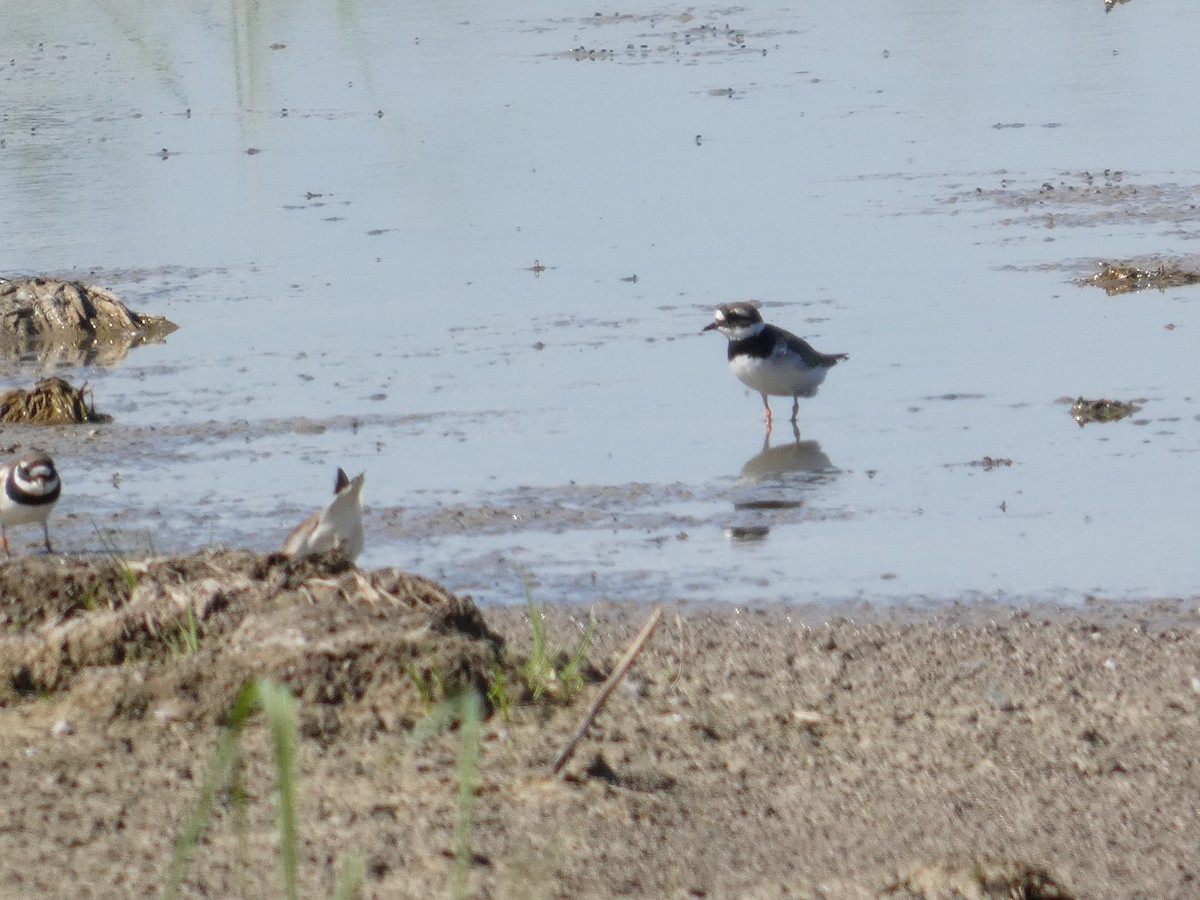 環頸鴴 - ML646287512