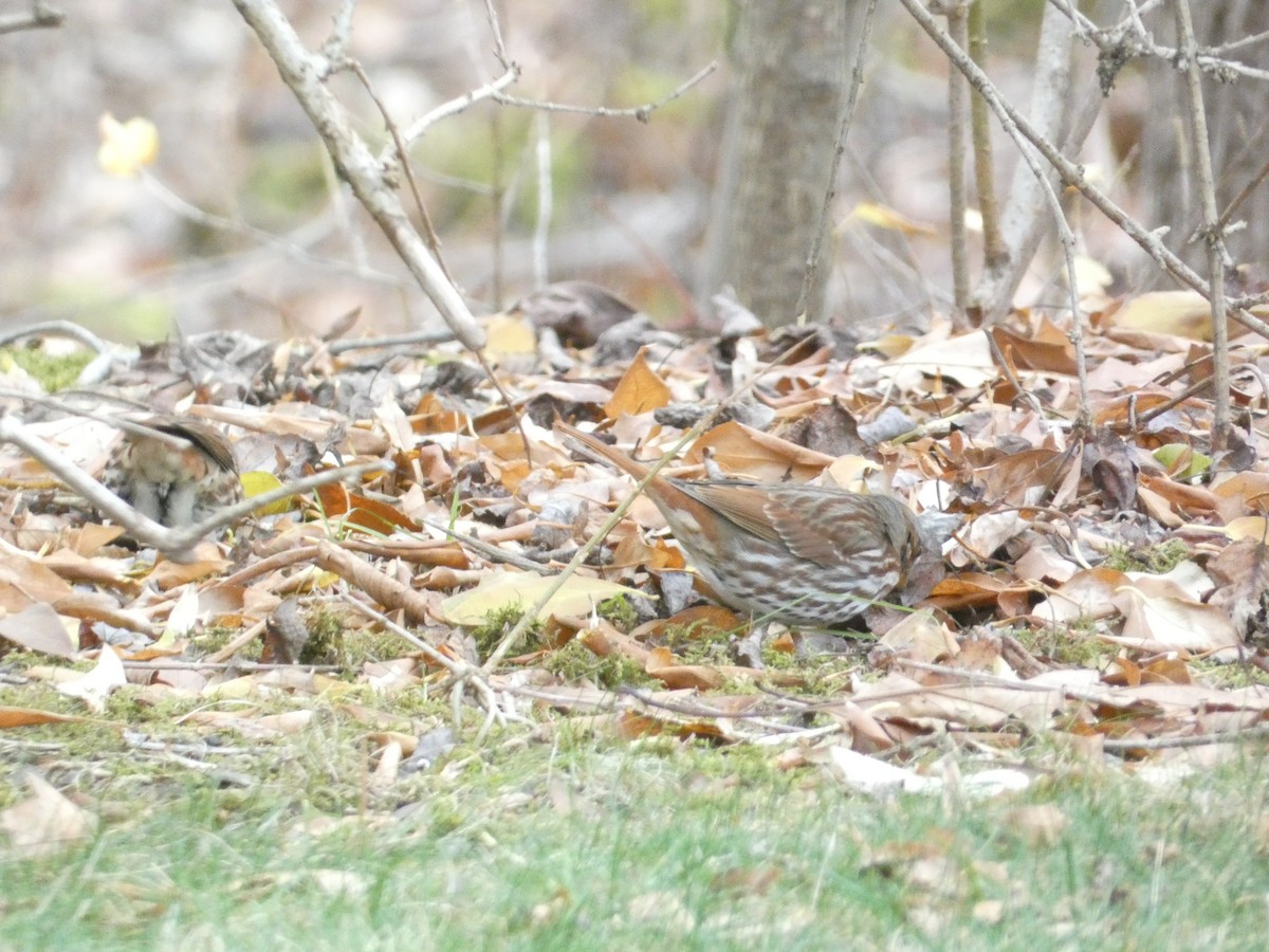 Fox Sparrow - ML646287513