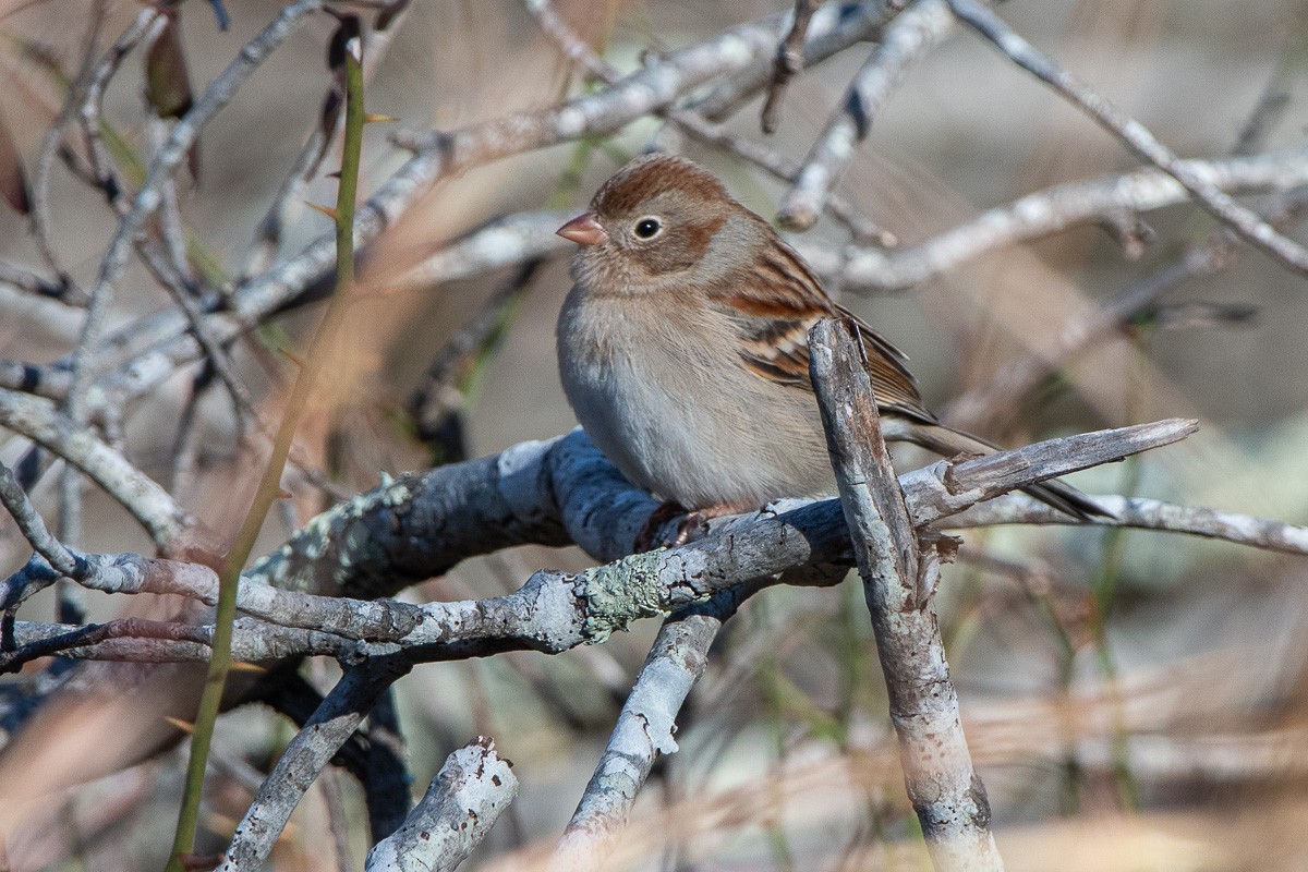 Field Sparrow - ML646287515