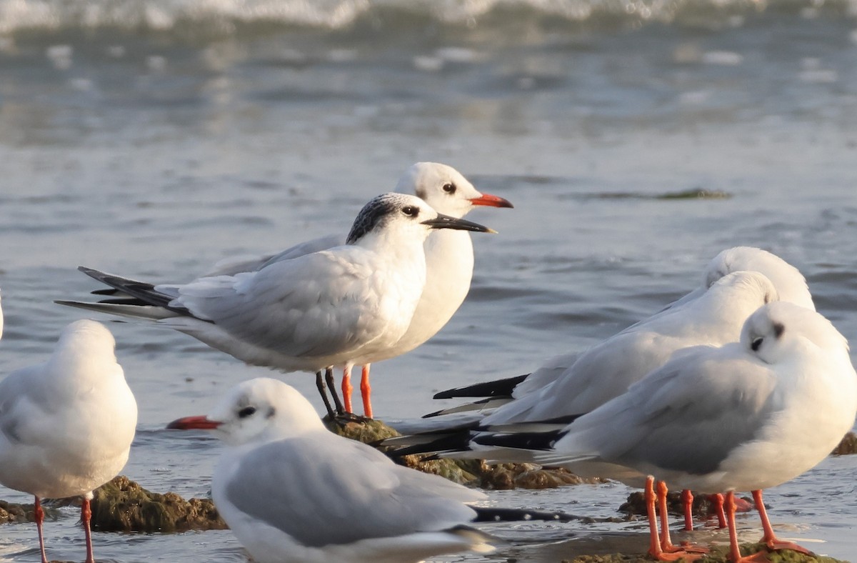 白嘴端燕鷗 - ML646287516