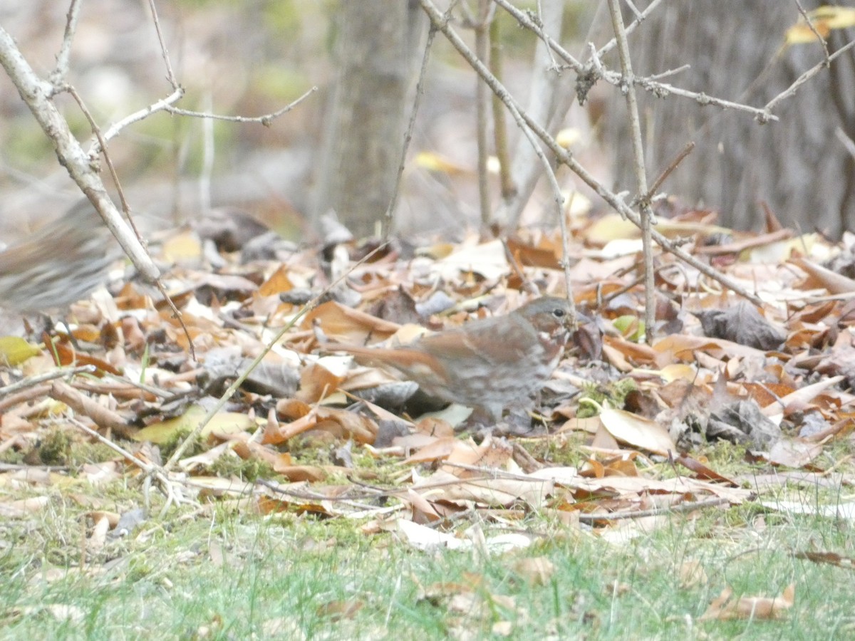 Fox Sparrow - ML646287517