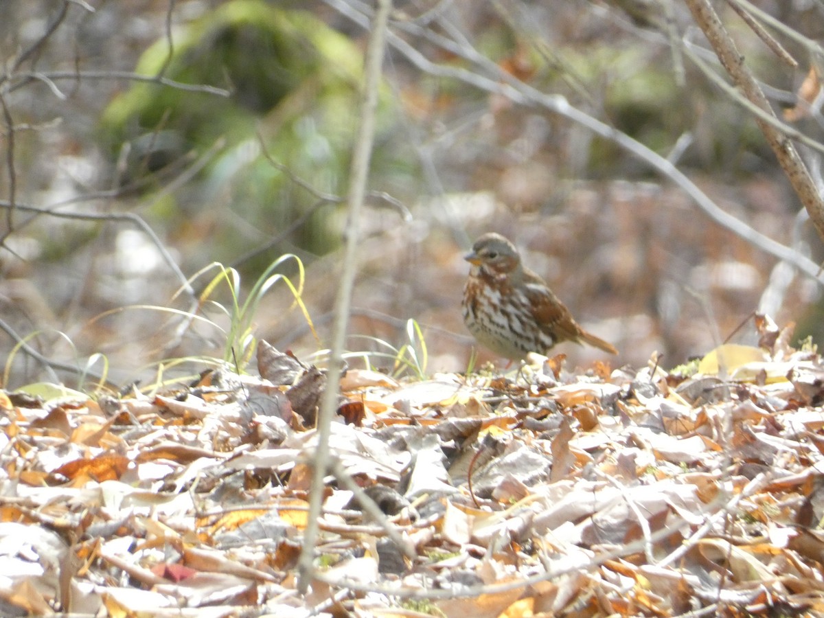 Fox Sparrow - ML646287518