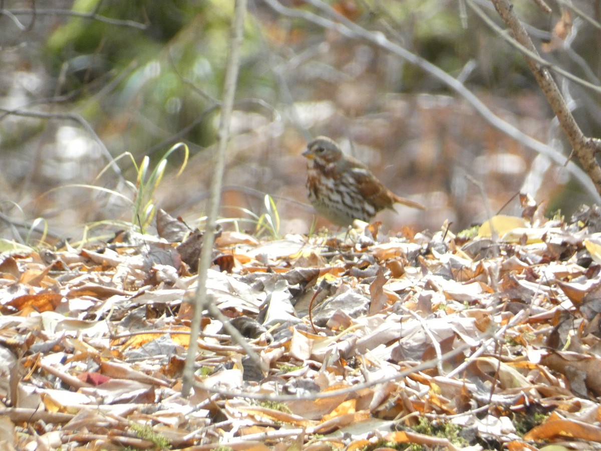 Fox Sparrow - ML646287519