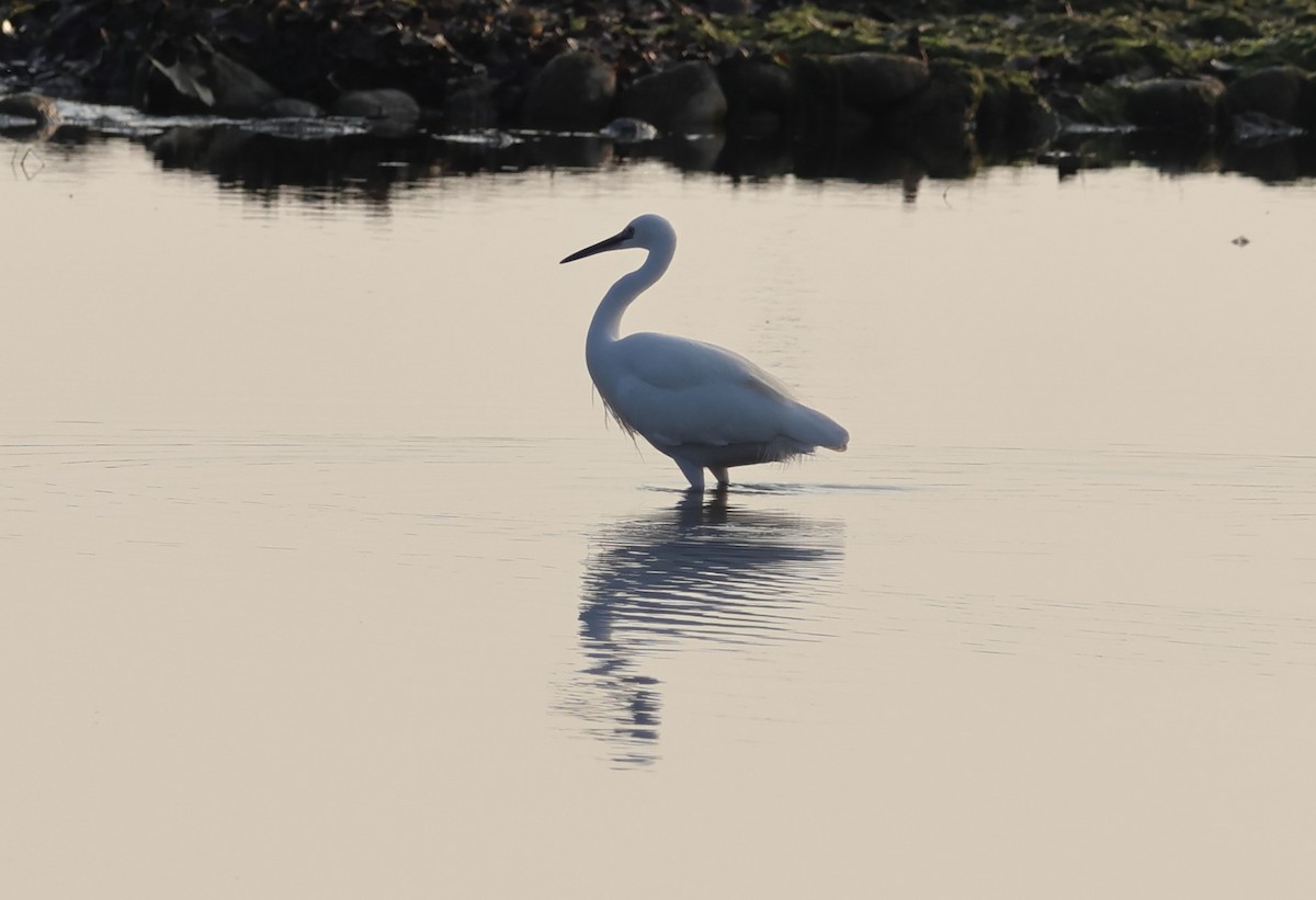 小白鷺 - ML646287520