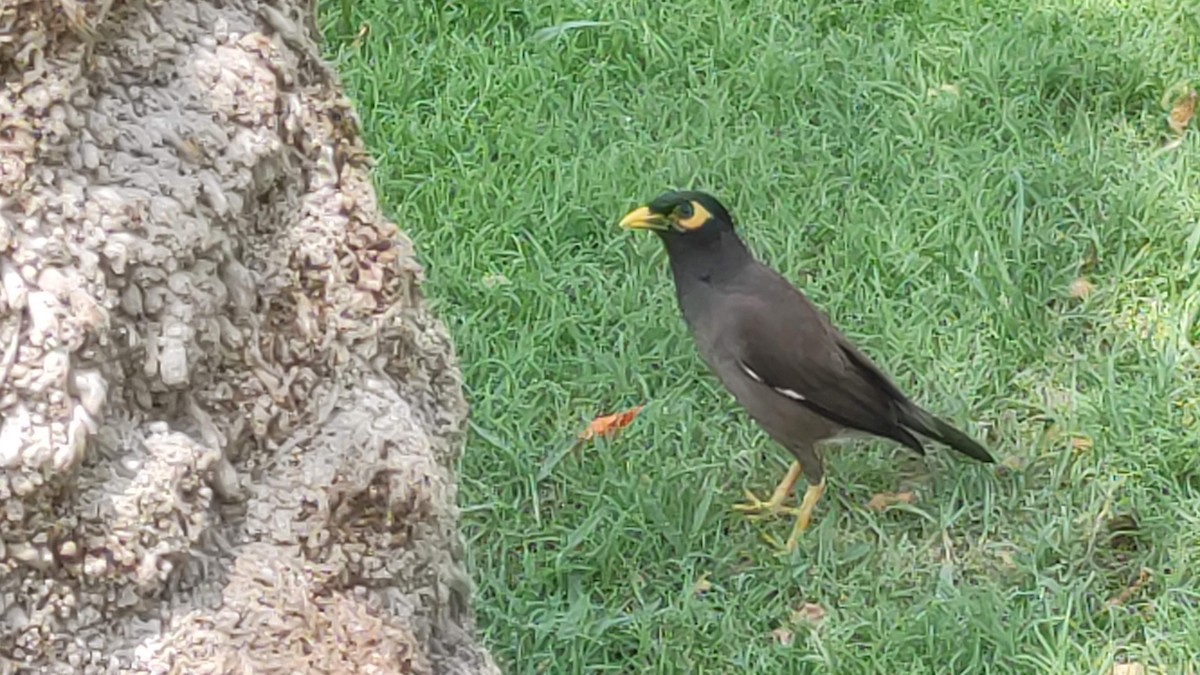 家八哥 - ML646287521