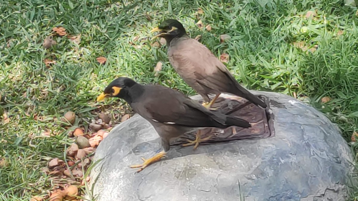 灰斑鳩 - ML646287522